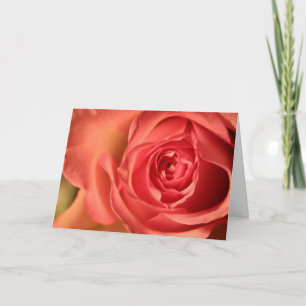 Mjuk Rosa Ros Kärlek Snyggt Kort