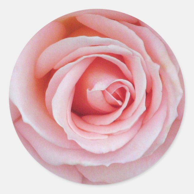 Mjuk rosa rosklistermärke runt klistermärke (Framsida)