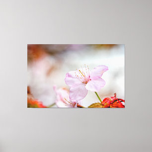Mjuk Rosa Sakura blomma i Springtime Canvastryck