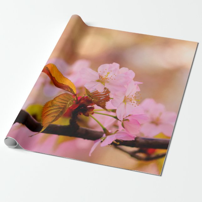 Mjuk Rosa Sakura blomma i Springtime Presentpapper (Utrullad)