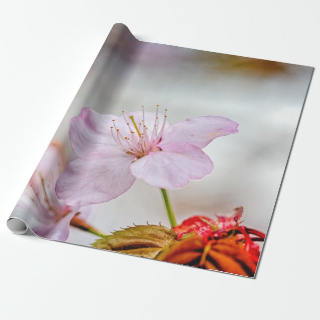 Mjuk Rosa Sakura blomma i Springtime Presentpapper (Utrullad)