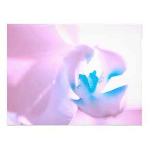 Mjuk Rosa Tone Orchid Photo Utvidgning Fototryck