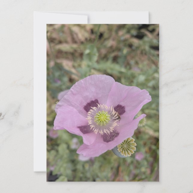 Mjuk Rosa Vallmo Blommar med Bi Inbjudningar (Framsida)