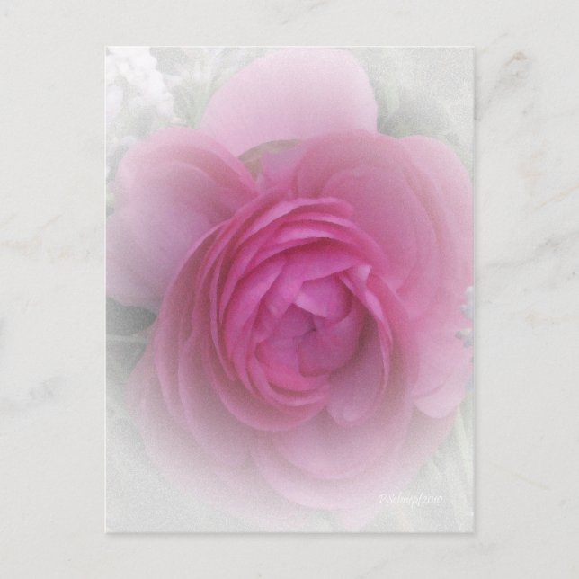 Mjuk Rosa Vykort (Framsida)