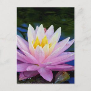 Mjuk Rosa Waterlily Vykort
