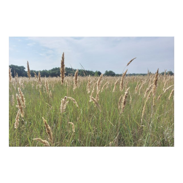 Mjuk Sommaräng Fototryck (Framsidan)