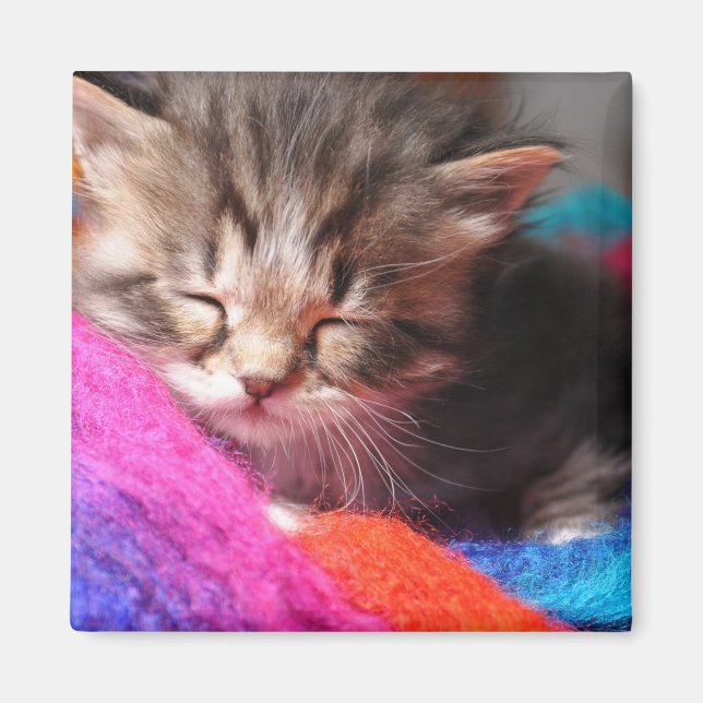 Mjuk Sömnig Nyfödd Kittens Fotograf Magnet (Framsidan)
