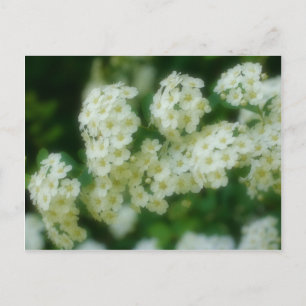Mjuk Vild Vita Rambling Ro Flowers Vykort