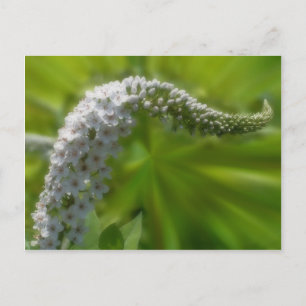 Mjuk vit blomma natur vykort