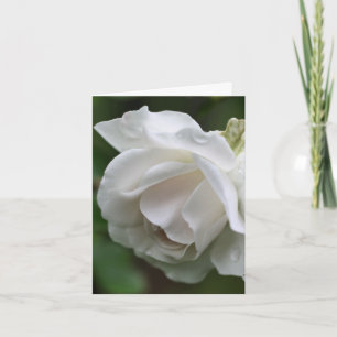 Mjuk vit rosblomma fotografering  anteckningskort