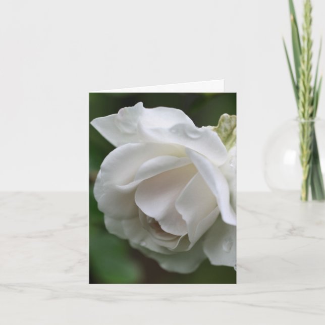 Mjuk vit rosblomma fotografering  anteckningskort (Framsida)