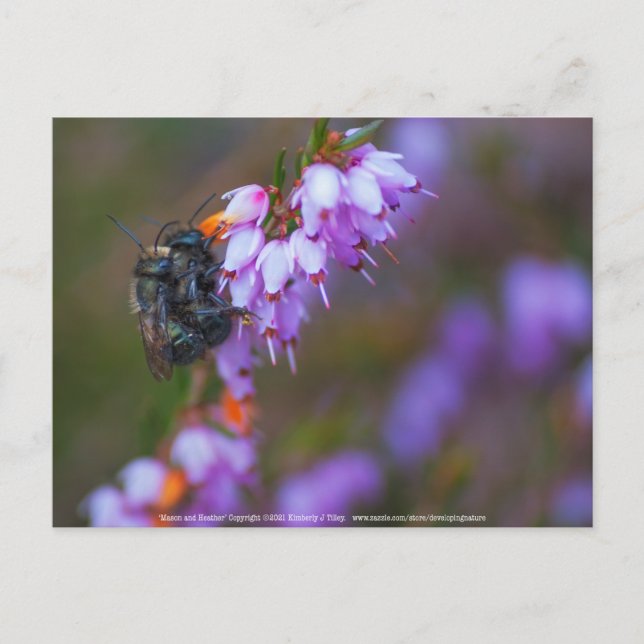 Mjuk Vykort (Framsida)