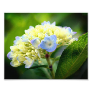 Mjuka blå Hydrangea Flower Petals 8x10 Fototryck