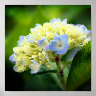 Mjuka blå Hydrangea Flower Petals Poster