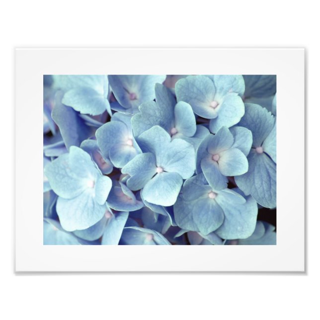 Mjuka blå Hydrangea Mönster Fototryck (Framsidan)