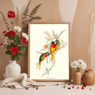 Mjuka grassparakit, illustrationer av Vintagen Poster