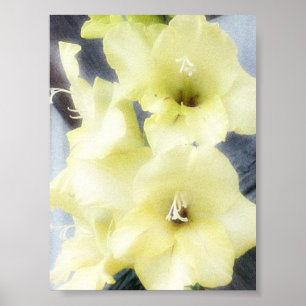 Mjuka gula Gladiolas Poster