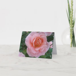 Mjuka Rosa Ros Romantiska Vikta Brevkort Tack Kort