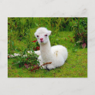 Mjuka vita Alpaca-djur Vykort