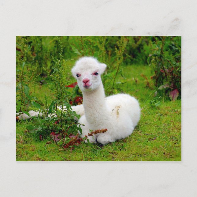 Mjuka vita Alpaca-djur Vykort (Framsida)