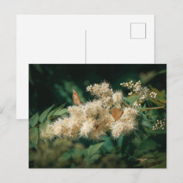Mjuka vita blommor med fjärilar vykort