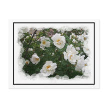 Mjukblommor - vykort