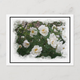 Mjukblommor - vykort