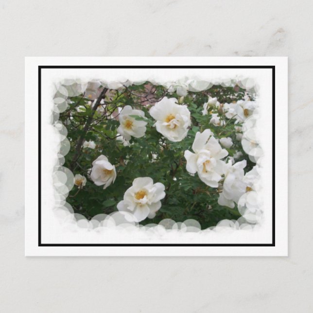 Mjukblommor - vykort (Framsida)