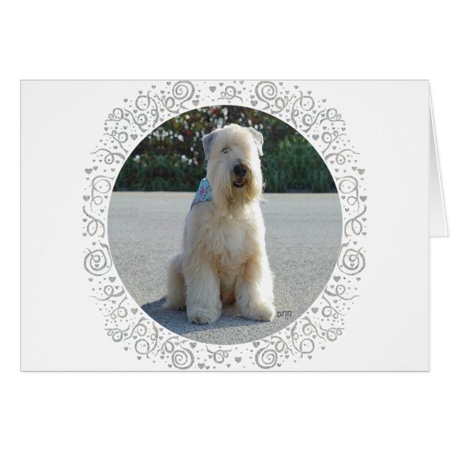 Mjukhårig Wheaten Terrier Hälsningskort (Framsidan Horizontal)