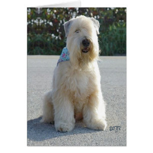 Mjukhårig Wheaten Terrier Hälsningskort