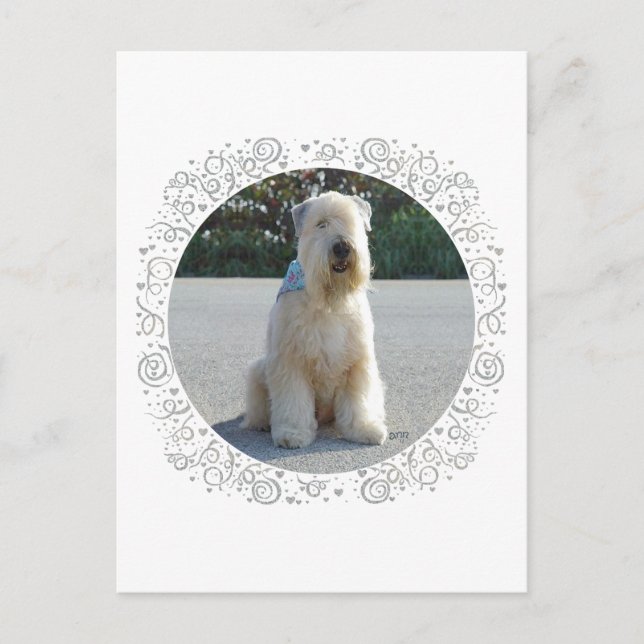 Mjukhårig Wheaten Terrier Vykort (Framsida)