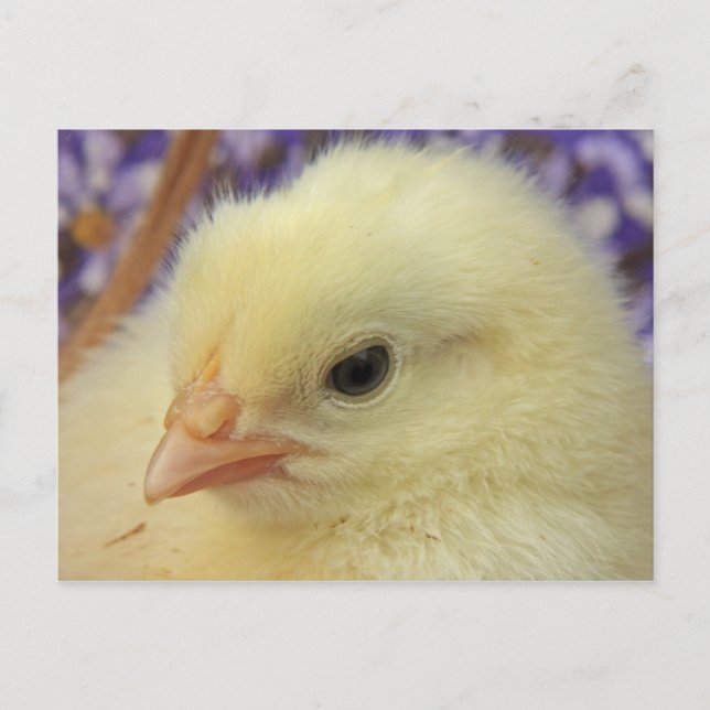 mjukhet vykort (Framsida)