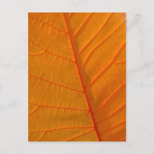 Mjukkort för Smoke Träd Löv Vykort (Framsida)