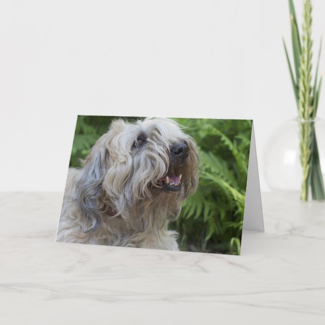 Mjukt bestruket Wheaten Terrierfödelsedagkort Kort (Framsida)