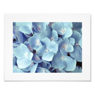Mjukt blå Hydrangea Mönster Fototryck
