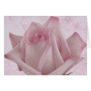 Mjukt blomsterkort för Rosa ros Hälsningskort