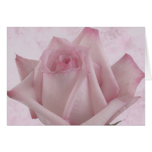 Mjukt blomsterkort för Rosa ros Hälsningskort (Framsidan Horizontal)