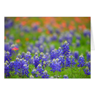 Mjukt fokusera Bluebonnets Hälsningskort