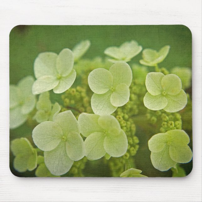 Mjukt Hydrangeas Musmatta (Framsidan)