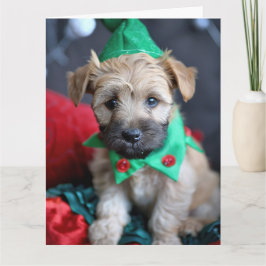Mjukt Jackat Wheaten Terrier Elf Kort