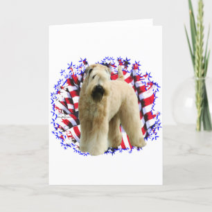 Mjukt Jackat Wheaten Terrier Patriot Kort