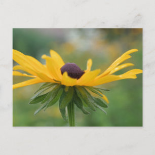 Mjukt svart Eyed Susan Blomsterfotografi Postcard Vykort