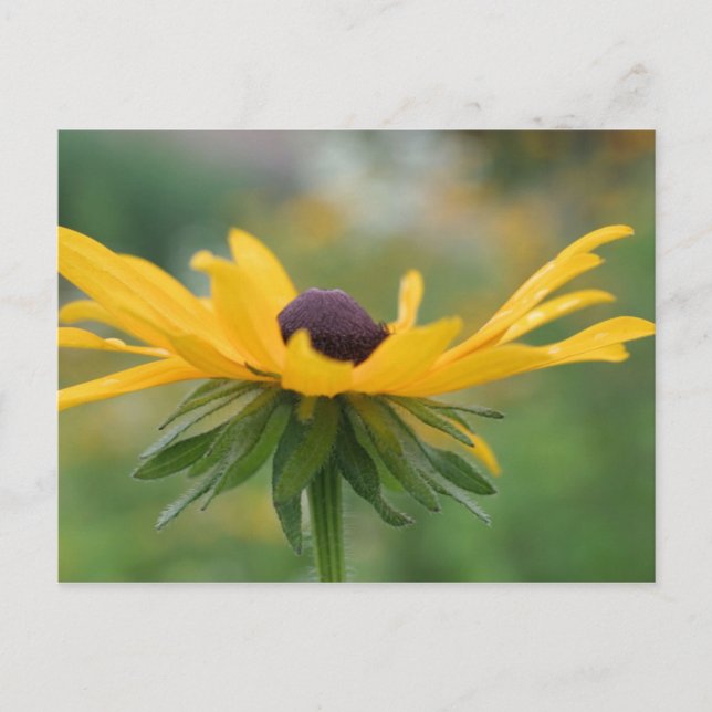 Mjukt svart Eyed Susan Blomsterfotografi Postcard Vykort (Framsida)