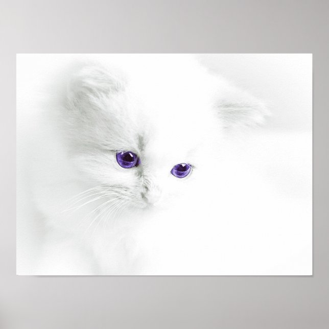 Mjukt vit katt med Lila Öga Poster (Framsidan)