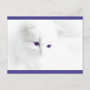 Mjukt vit katt med Lila Öga Vykort