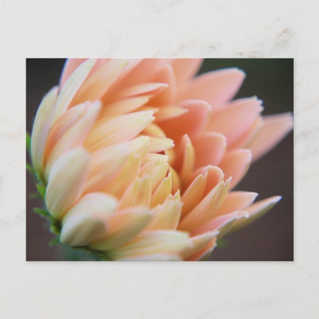 Mjukt vykort (Framsida)