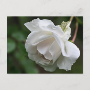 Mjukt vykort för Blomsterfotografi i Vit ros
