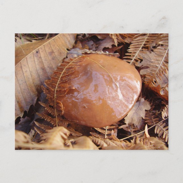 Mjukt vykort för svamprum i Jacken (Framsida)