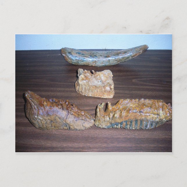 Mjuktänder, tusspets vykort (Framsida)