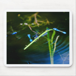 MK2A8136_v01 Musmatta